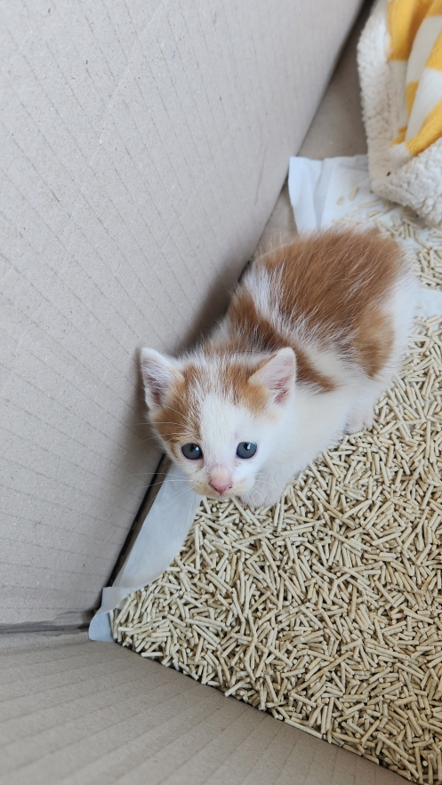 보호중 한국 고양이…
