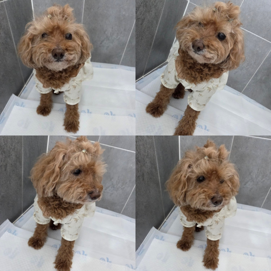 반려동물 입양센터_447508202500727