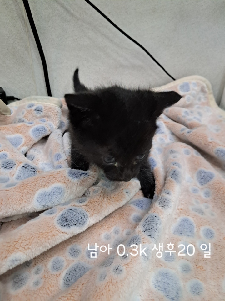 옥천동물병원_443443202500432