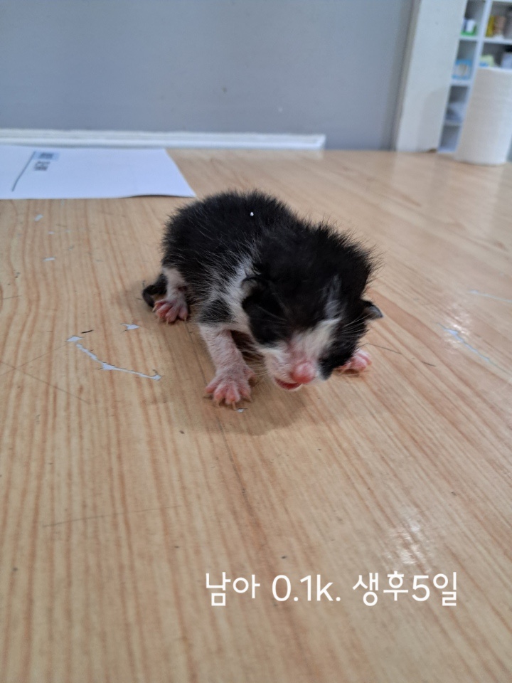 보호중 한국 고양이…