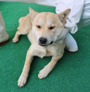 제주 동물보호센터_450650202501103