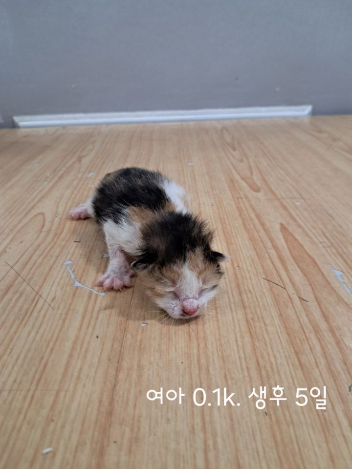 옥천동물병원_443443202500430