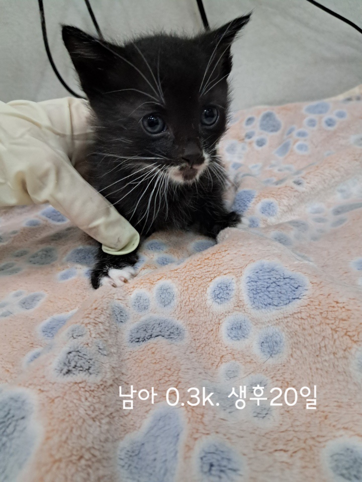 옥천동물병원_443443202500433