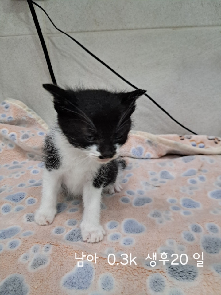 보호중 한국 고양이…