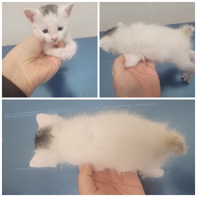 보호중 한국 고양이…