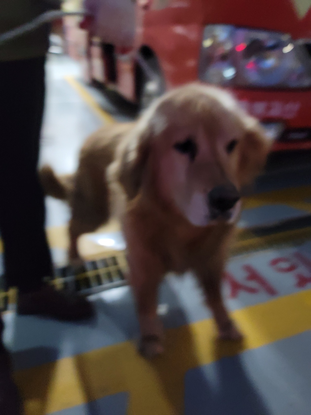 괴산증평동물보호센터_443446202500295