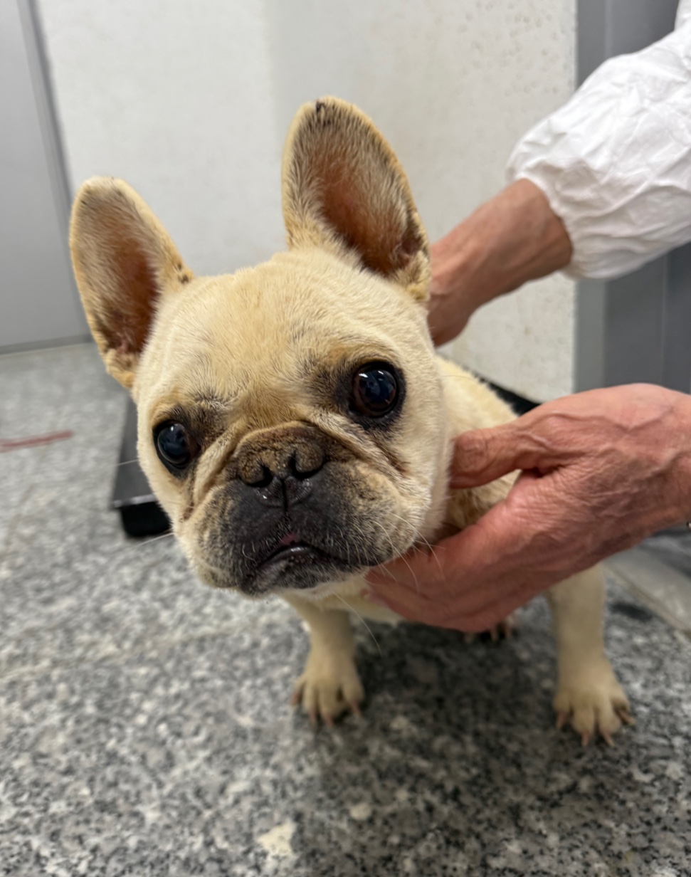 보호중 프렌치 불독…