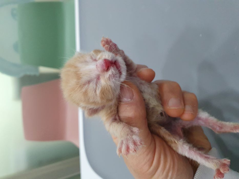 보호중 한국 고양이…