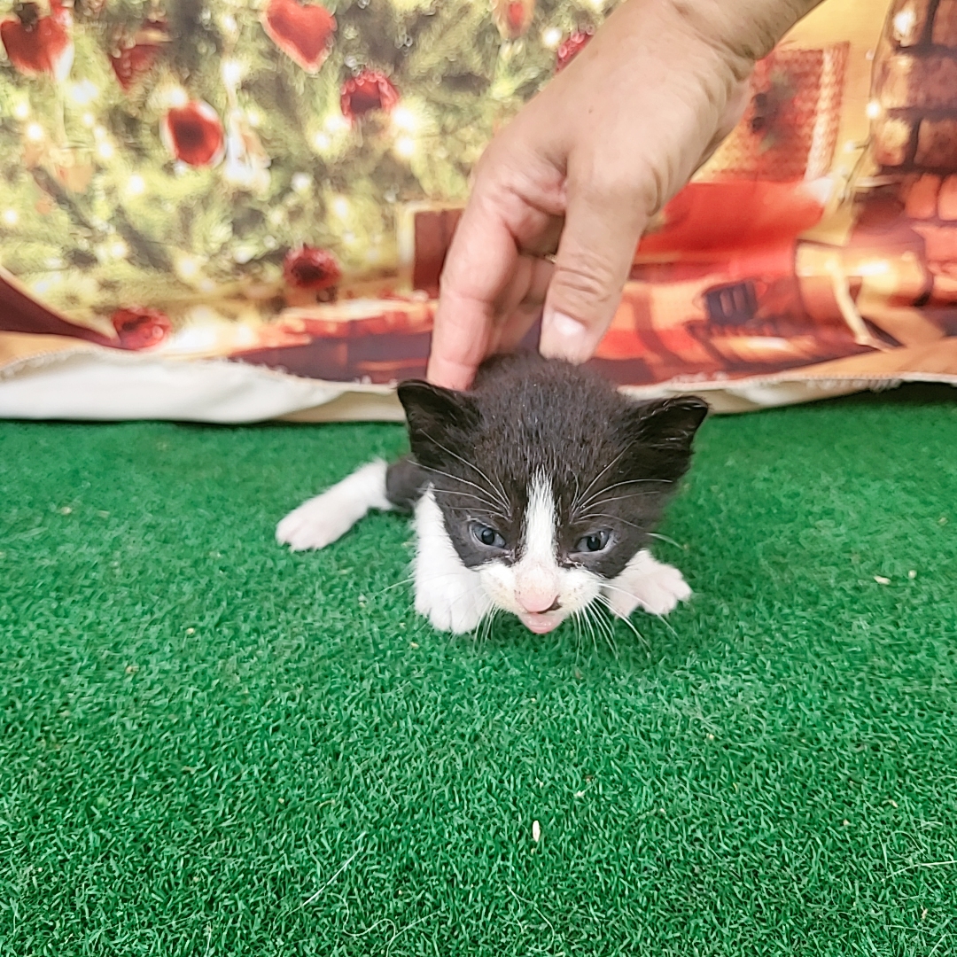 보호중 한국 고양이…