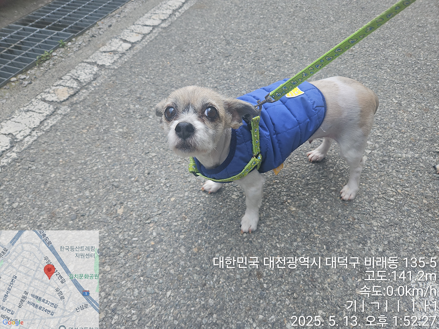 보호중 시츄의 가족…