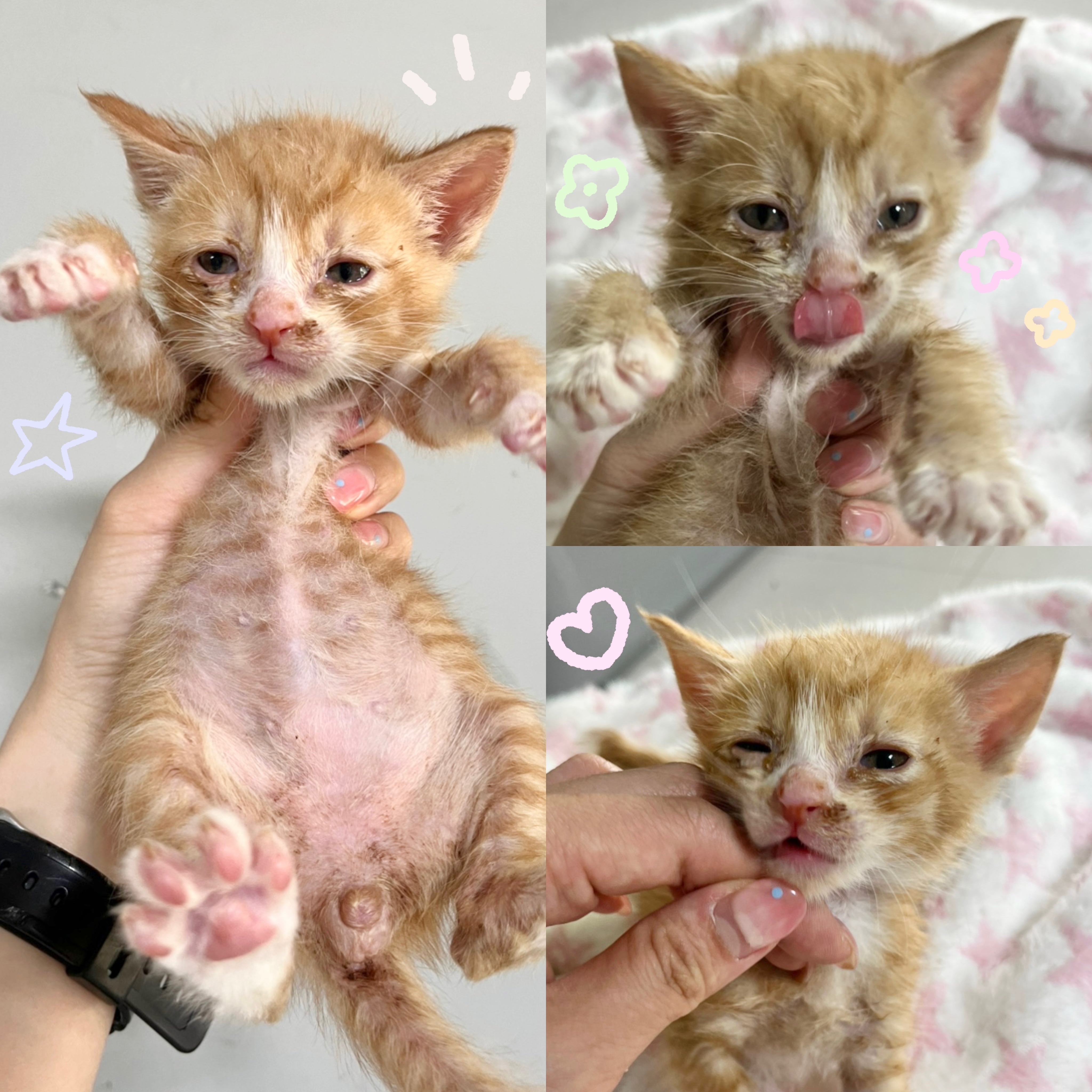 경주동물사랑보호센터_447505202500417
