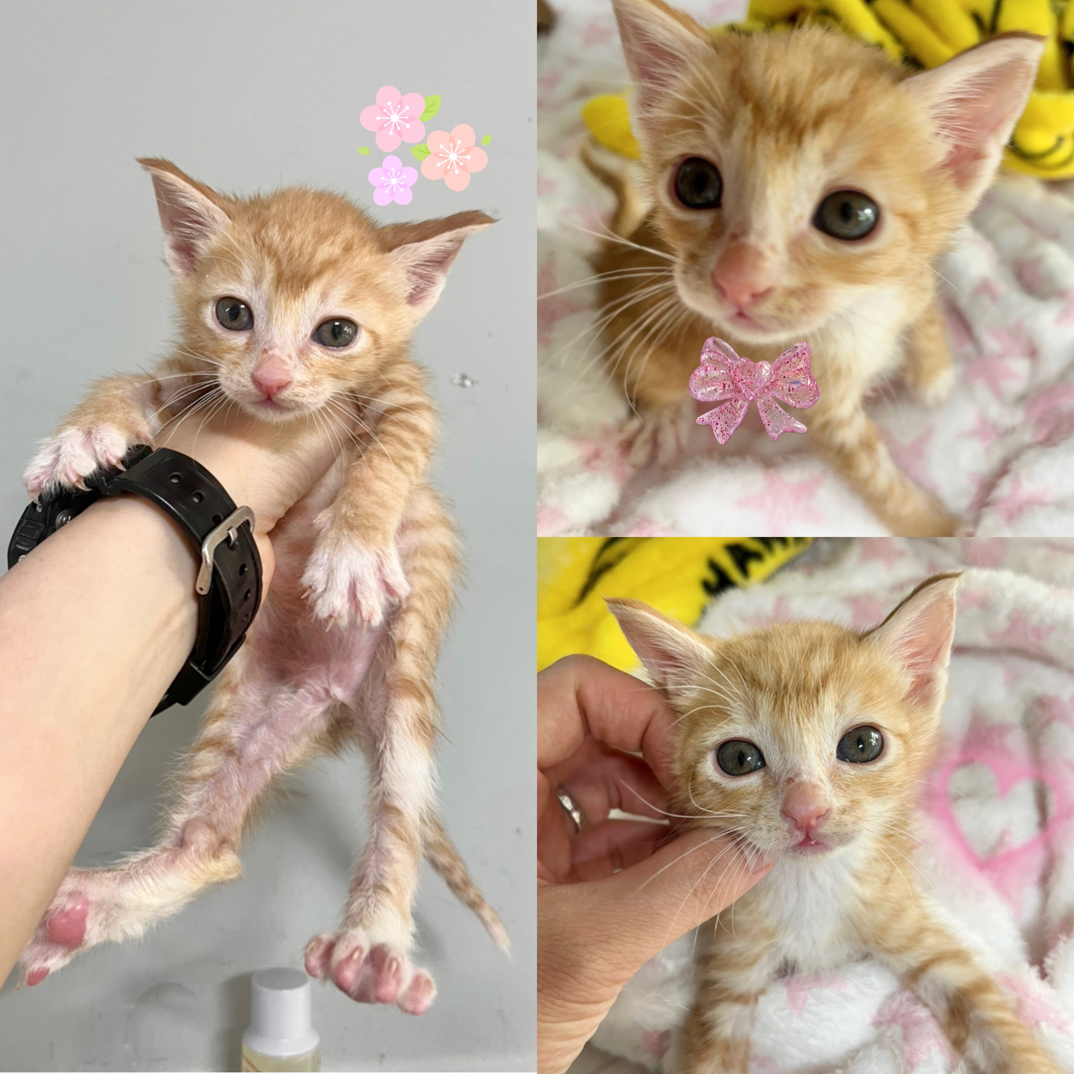 보호중 한국 고양이…