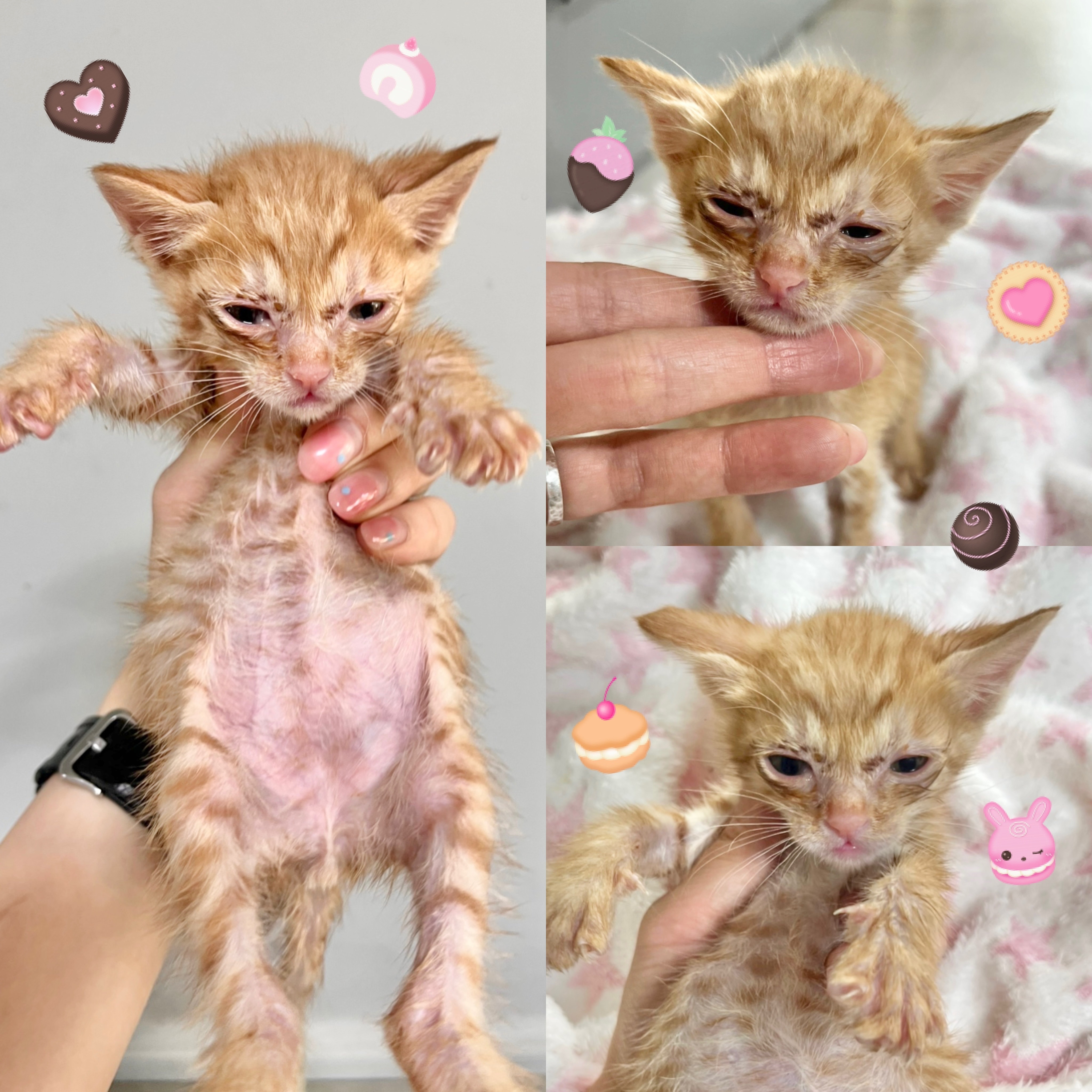 보호중 한국 고양이…