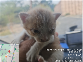 보호중 한국 고양이…
