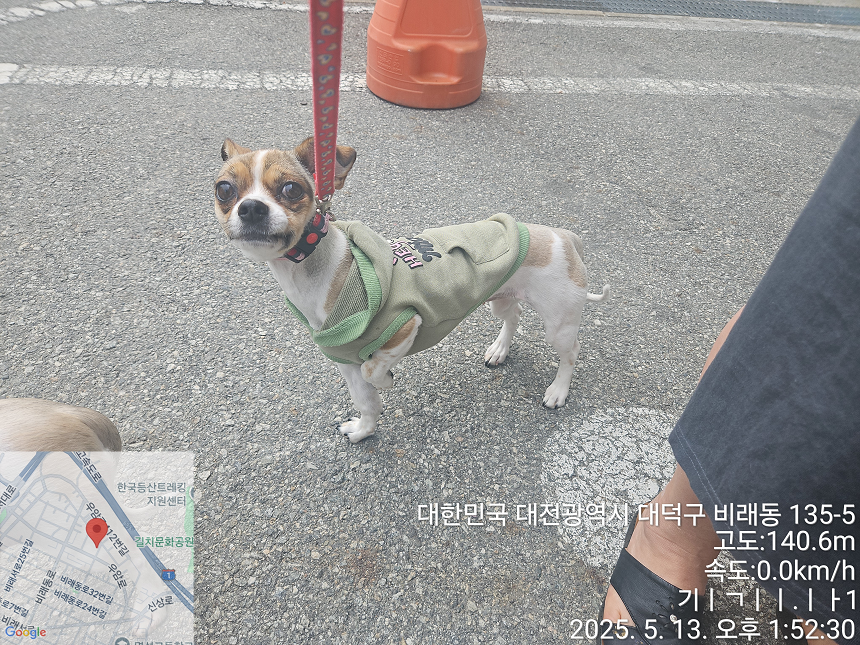 보호중 믹스견의 가…