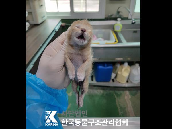 보호중 한국 고양이…