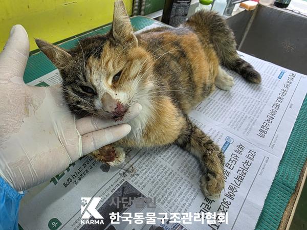 종료(자연사) 한국…