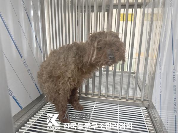 보호중 푸들의 가족…