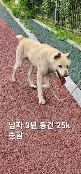 보호중 믹스견의 가…