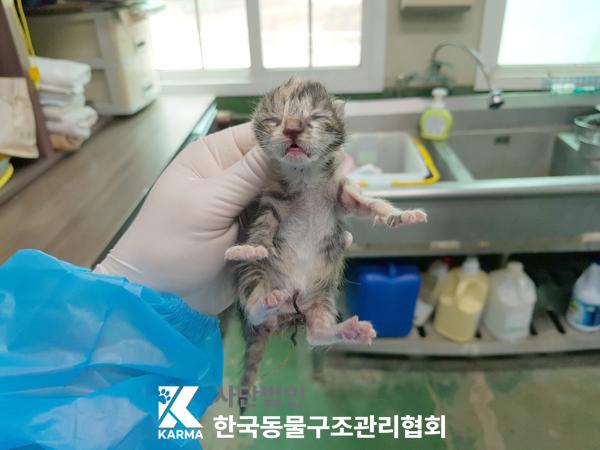 보호중 한국 고양이…