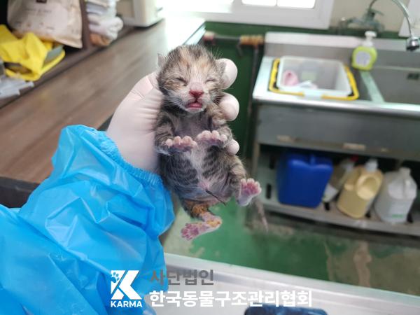 보호중 한국 고양이…