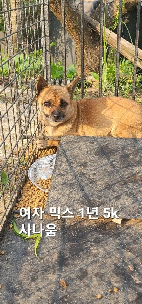 보호중 믹스견의 가…