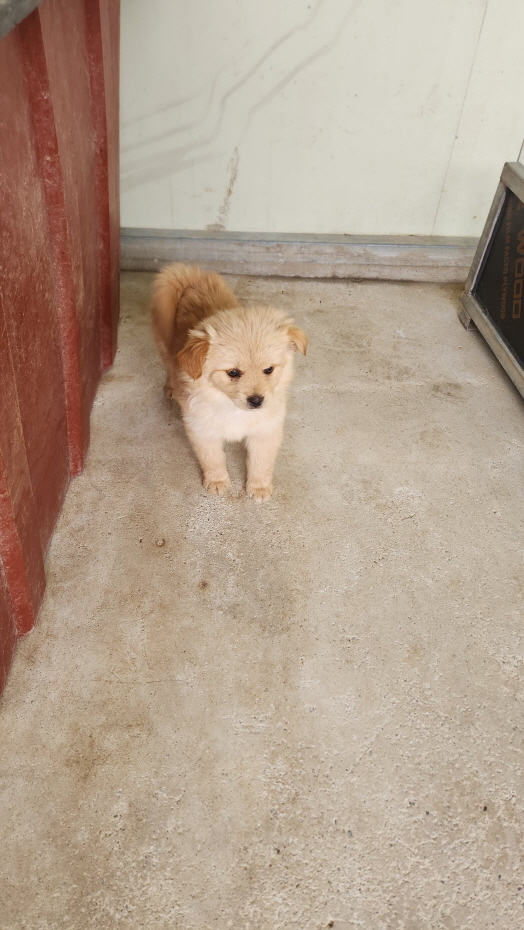 익산유기동물보호소_445468202501467