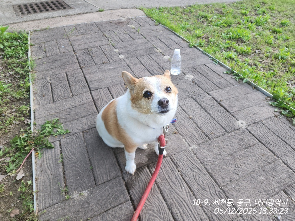 대전동물보호센터_430364202500106