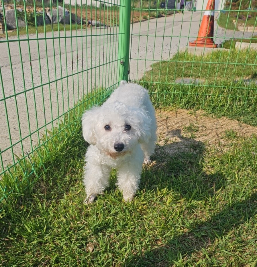 보호중 비숑 프리제…