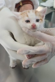 보호중 한국 고양이…