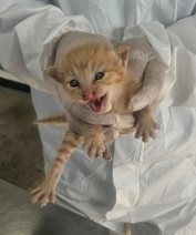 보호중 한국 고양이…