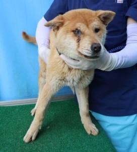 제주 동물보호센터_450650202501120