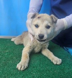 제주 동물보호센터_450650202501123