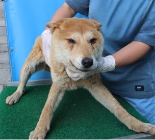 제주 동물보호센터_450650202501119