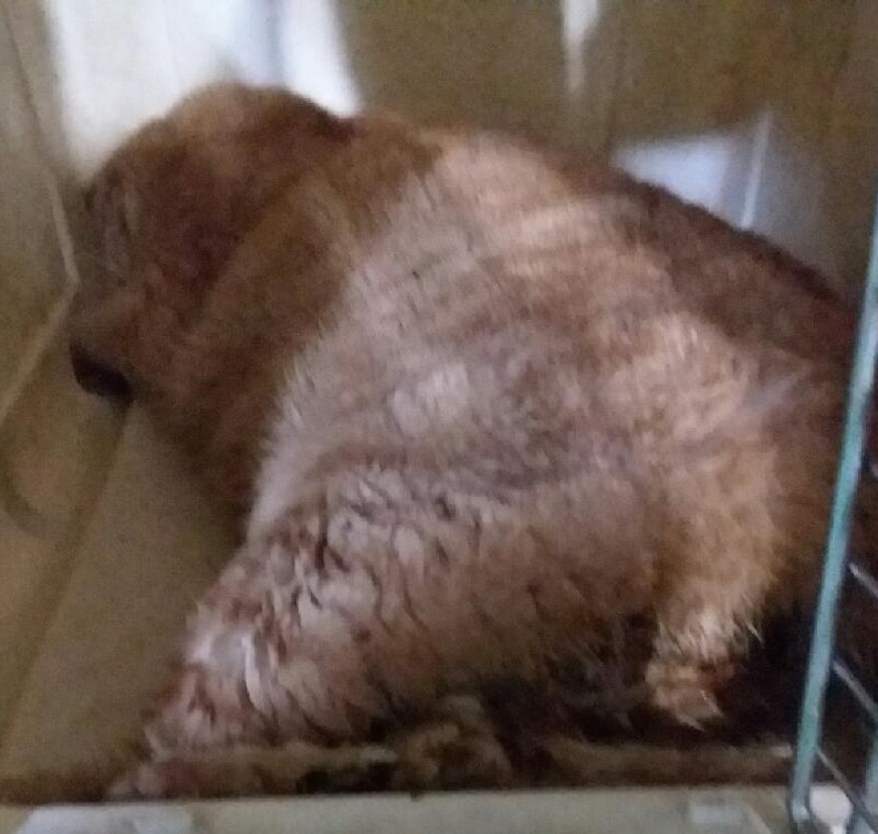 대구유기동물보호협회_427347202500360