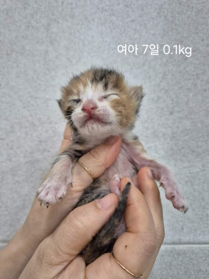 보호중 한국 고양이…