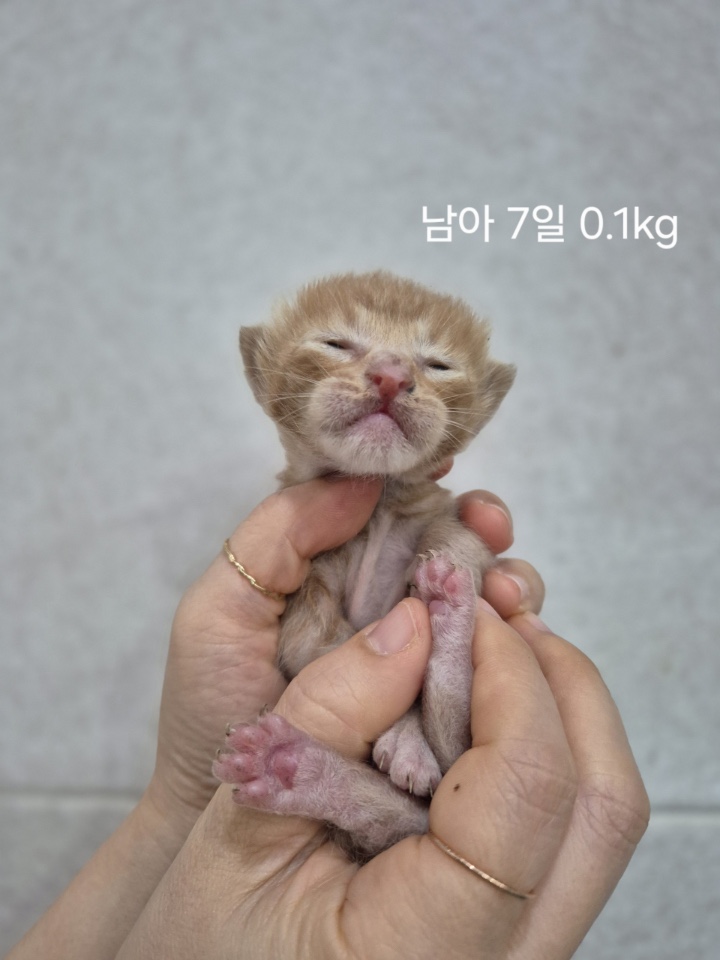 보호중 한국 고양이…