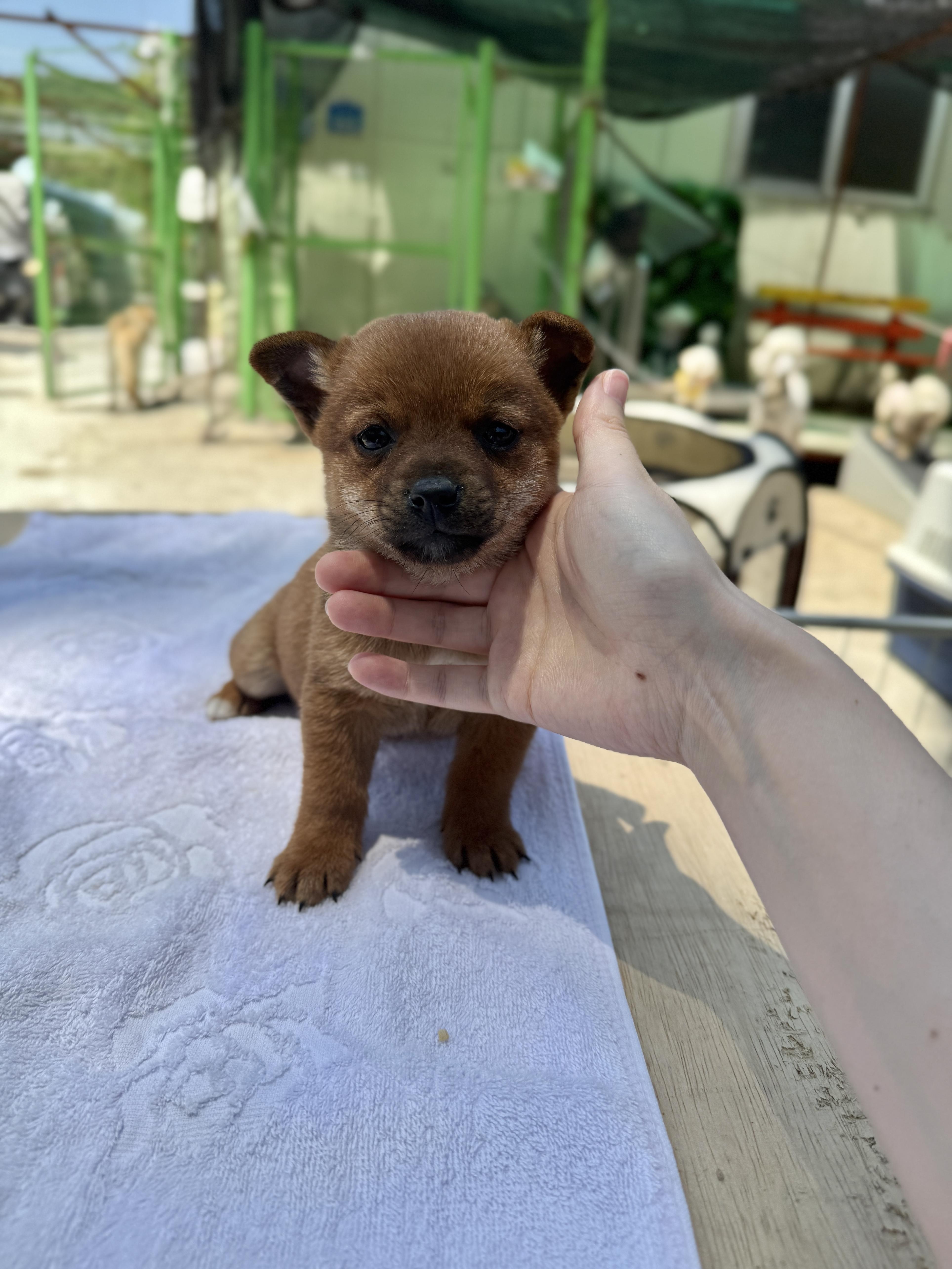 울산유기동물보호센터_431373202500628