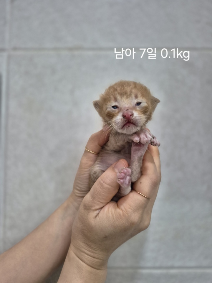 보호중 한국 고양이…
