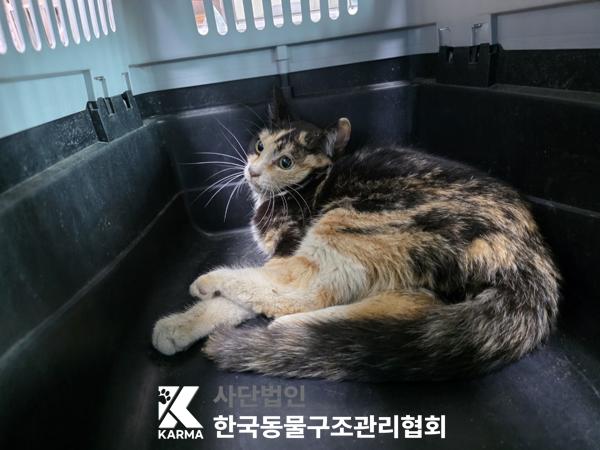 보호중 한국 고양이…