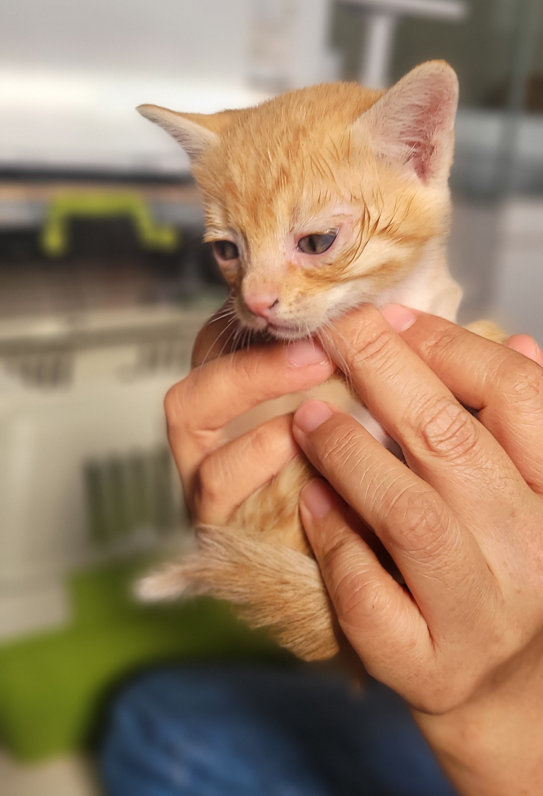 보호중 한국 고양이…