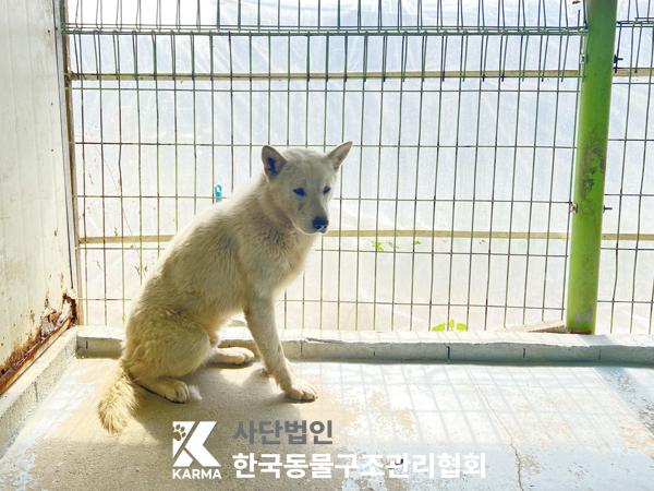 보호중 믹스견의 가…