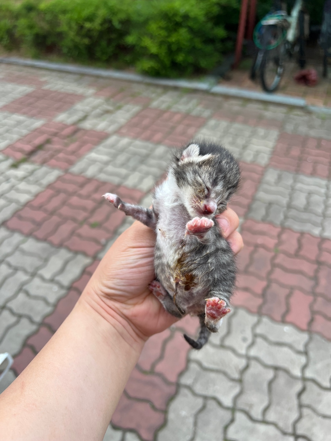 보호중 한국 고양이…