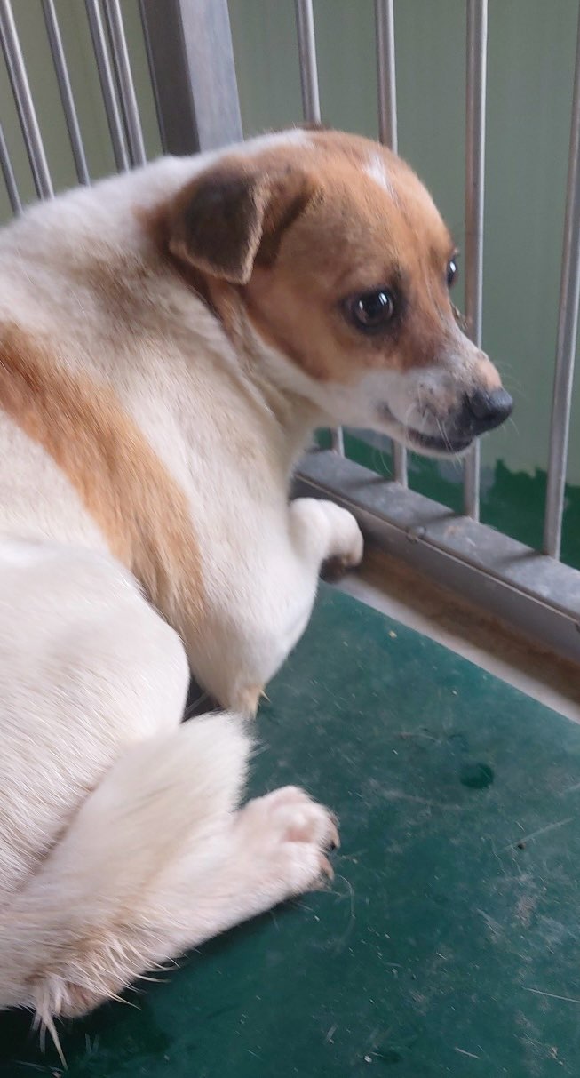 보령시유기동물보호소_444451202500510