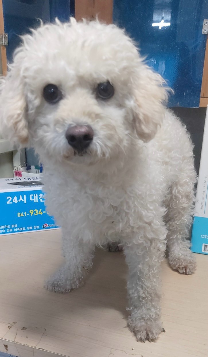 보령시유기동물보호소_444451202500511