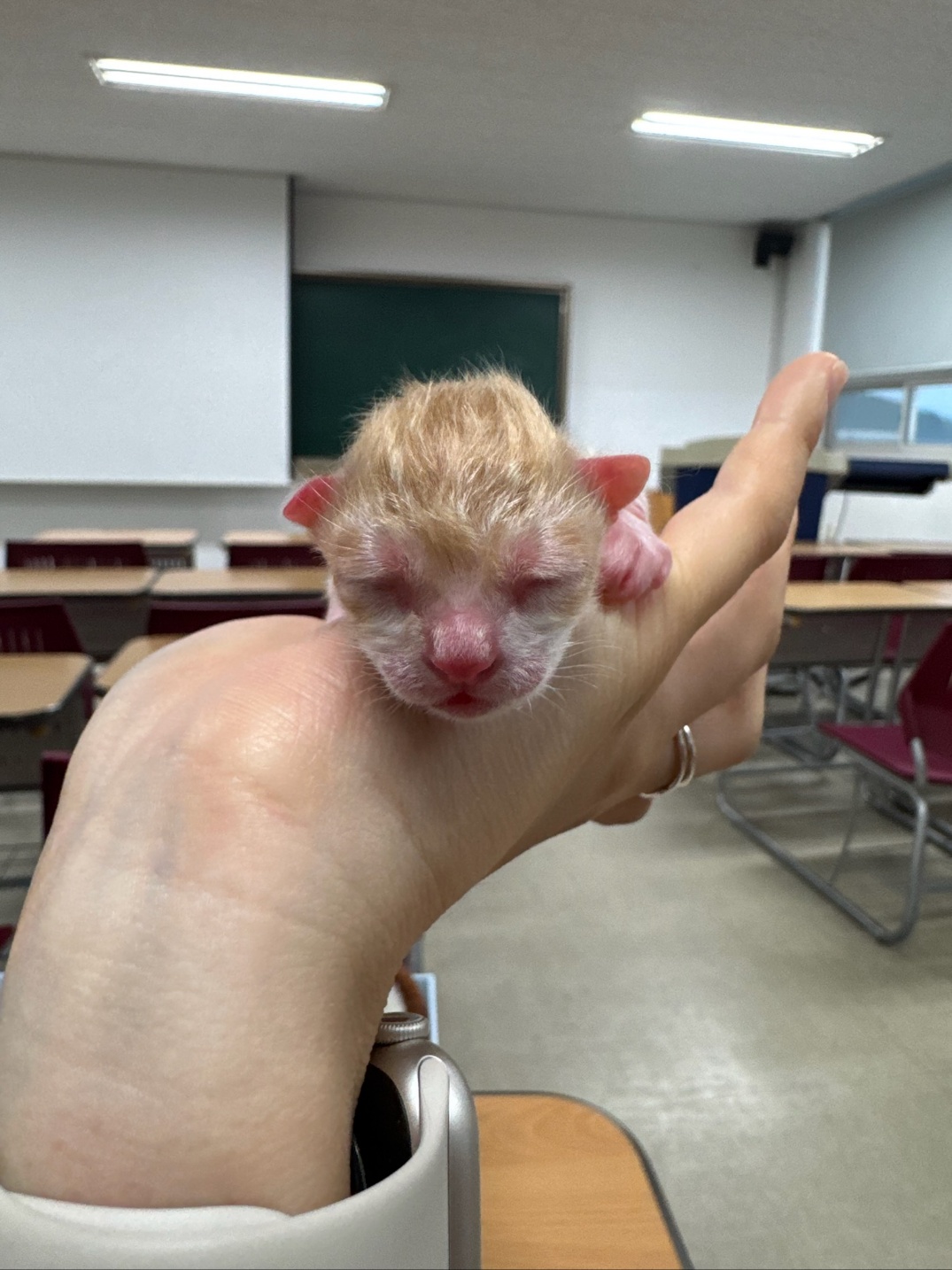 보호중 믹스묘의 가…
