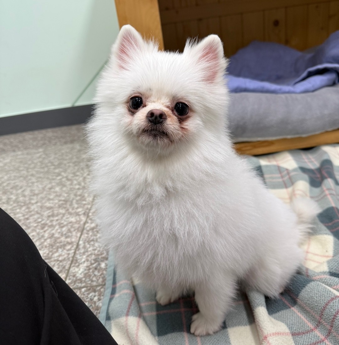 강릉시 동물사랑센터_442420202500170