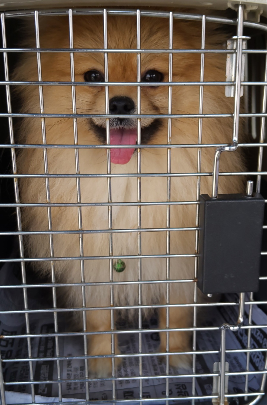 보호중 포메라니안의…