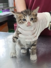 보호중 한국 고양이…