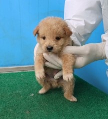 보호중 믹스견의 가…